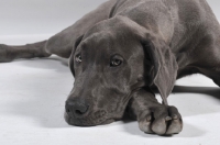 Picture of blue Great Dane lying down in studio