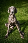 Picture of blue great dane sitting in grass