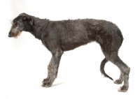 Picture of blue grey Deerhound