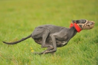 Picture of blue Greyhound racing