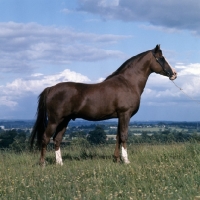 Picture of Blue Halo, Arab stallion UK full body 