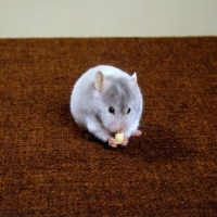 Picture of blue hamster eating a peanut