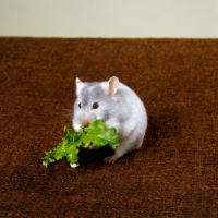 Picture of blue hamster eating lettuce