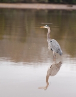 Picture of blue Heron
