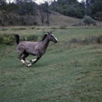 Picture of Blue Hornet, Canadian Cutting Horse galloping