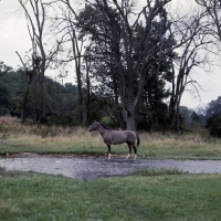 Picture of Blue Hornet, Canadian cutting horse full body