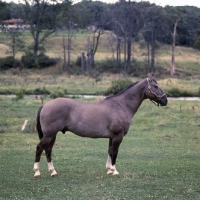 Picture of Blue Hornet, Canadian cutting horse full body