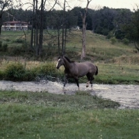 Picture of Blue Hornet, Canadian Cutting Horse walking through water