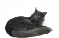 Picture of blue Javanese cat (aka Angora or Oriental Longhair) on white background