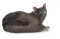 Picture of blue Javanese cat (aka Angora or Oriental Longhair)