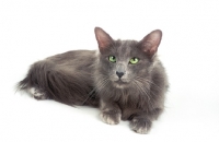 Picture of blue Javanese cat (aka Angora or Oriental Longhair)