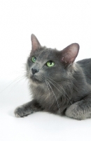 Picture of blue Javanese cat (aka Angora or Oriental Longhair) portrait