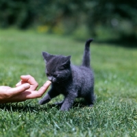 Picture of blue kitten taking treat from a finger