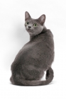Picture of blue Korat cat back view, on white background