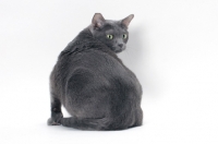 Picture of blue Korat cat back view