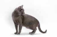 Picture of blue Korat cat looking away, on white background