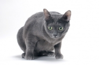 Picture of blue Korat cat looking down