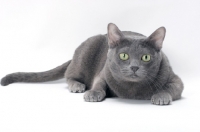 Picture of blue Korat cat lying on white background, looking at camera