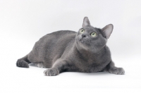 Picture of blue Korat cat lying on white background, looking up