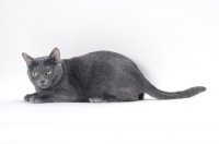 Picture of blue Korat cat lying on white background in studio