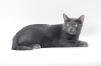 Picture of blue Korat cat lying on white background