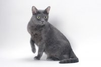 Picture of blue Korat cat on white background