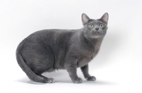 Picture of blue Korat cat standing on white background, looking up