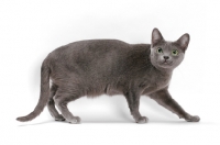 Picture of blue Korat cat walking on white background