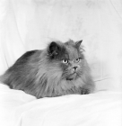 Picture of blue long haired persian cat