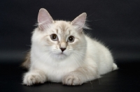 Picture of blue lynx point & white Siberian cat lying down