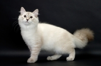 Picture of blue lynx point & white Siberian cat