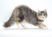 Picture of Blue Mackerel Torbie & White Norwegian Forest cat back up