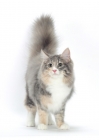Picture of Blue Mackerel Torbie & White Norwegian Forest cat, front view