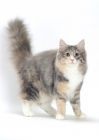 Picture of Blue Mackerel Torbie & White Norwegian Forest cat