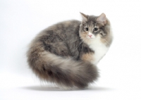 Picture of Blue Mackerel Torbie & White Norwegian Forest cat showing fluffy tail