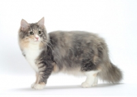 Picture of Blue Mackerel Torbie & White Norwegian Forest cat, full body