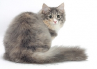 Picture of Blue Mackerel Torbie & White Norwegian Forest cat, back view