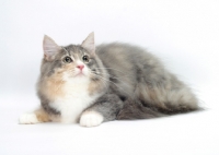 Picture of Blue Mackerel Torbie & White Norwegian Forest cat, lying down