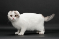 Picture of Blue Mackerel Torbie & White Scottish Fold