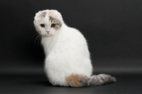 Picture of Blue Mackerel Torbie & White Scottish Fold