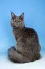 Picture of blue maine coon cat sitting on blue background