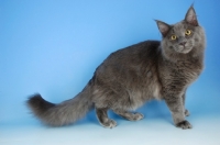 Picture of blue maine coon cat standing on blue background