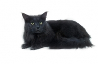 Picture of blue Maine Coon cat