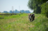 Picture of blue merle and red merle australian shepherd running free in the countryside