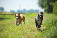 Picture of blue merle and red merle australian shepherd running free in the countryside