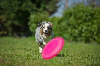 Picture of Blue merle australian shepherd running towards frisbee