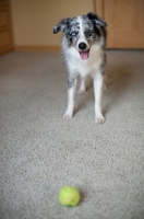 Picture of Blue merle Australian Shepherd with tennis ball.
