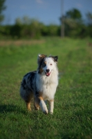 Picture of blue merle australian shepherd walking and looking towards camera