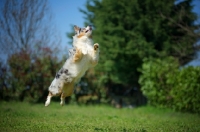 Picture of Blue merle australian shepherd jumping, all legs in the air