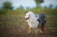 Picture of blue merle australian shepherd walking in a field carrying a stick